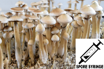 MONTHLY FEATURE: Ps. cubensis : Rusty Whyte Spore Syringe (MS) MONTHLY FEATURE: Ps. cubensis : Rusty Whyte Spore Syringe (MS)