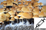 Psilocybe cubensis : Fiji Spore Syringe Psilocybe cubensis : Fiji Spore Syringe