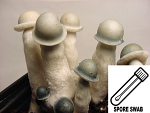 Psilocybe cubensis : Albino Penis Envy (APE ver. 1.0) Spore Swab