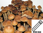 Psilocybe subtropicalis (P. semperviva) Spore Swab Psilocybe subtropicalis (P. semperviva) Spore Swab