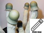 Psilocybe cubensis : Penis Envy Uncut Spore Swab