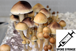 Psilocybe cubensis : Purple Mystic Spore Syringe (MS) Psilocybe cubensis : Purple Mystic Spore Syringe (MS)