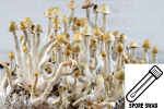 Psilocybe cubensis : Palenque Spore Swab Psilocybe cubensis : Palenque Spore Swab