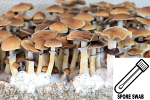 Psilocybe cubensis : Lizard King Spore Swab