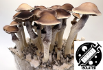 Psilocybe zinnii : Spore Isolate Syringe