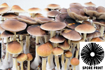 Psilocybe cubensis : B+ Strain Spore Print Psilocybe cubensis : B+ Strain Spore Print