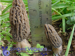 Morchella importuna : Black Landscape Morel Mushroom Culture Syringe Morchella importuna : Black Landscape Morel Mushroom Culture Syringe