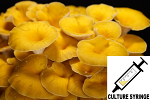 Pleurotus citrinopileatus : Golden Oyster Mushroom Culture Syringe