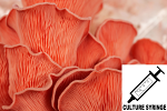 Pleurotus djamor : Pink Oyster Mushroom Culture Syringe Pleurotus djamor : Pink Oyster Mushroom Culture Syringe