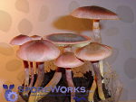 Gymnopilus luteofolius : Scaly Purple Gym Spore Print Gymnopilus luteofolius : Scaly Purple Gym Spore Print