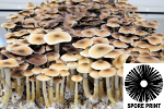 Psilocybe cubensis : Ecuador Spore Print