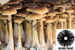 Psilocybe cubensis : Golden Teacher Spore Print Psilocybe cubensis : Golden Teacher Spore Print