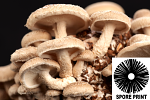 Lentinula edodes : Shiitake Spore Print Lentinula edodes : Shiitake Spore Print