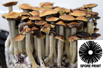 Psilocybe cubensis : Mazatec Spore Print