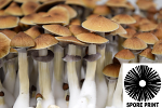 Psilocybe cubensis : PES Amazonian Spore Print Psilocybe cubensis : PES Amazonian Spore Print