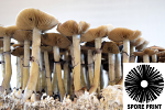 Psilocybe cubensis : PES Hawaiian Spore Print Psilocybe cubensis : PES Hawaiian Spore Print