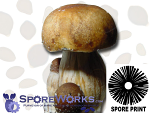 Psilocybe cubensis : PF Standard (Classic) Spore Print