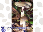 Psilocybe stuntzii : Blue Ringer Spore Print Psilocybe stuntzii : Blue Ringer Spore Print