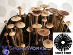 Psilocybe tampanensis : ATL#7 Large Sclerotia(TM) Spore Print Psilocybe tampanensis : ATL#7 Large Sclerotia(TM) Spore Print