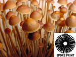 Psilocybe cf. antioquiensis : Siem Reap, Cambodia Spore Print