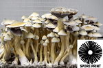Psilocybe cubensis : Albino (Leucistic) A+ Spore Print Psilocybe cubensis : Albino (Leucistic) A+ Spore Print