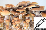 Psilocybe cubensis : Burma Spore Syringe (MS)
