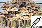 Psilocybe cubensis : Ecuador Spore Syringe (MS)