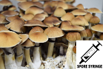 Psilocybe cubensis : Huautla Spore Syringe (MS)