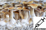 Psilocybe cubensis : Malabar Coast Spore Syringe (MS)