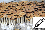 Psilocybe cubensis : Mazatec Spore Syringe (MS) Psilocybe cubensis : Mazatec Spore Syringe (MS)