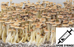 Psilocybe cubensis : Nepal, Chitwan Spore Syringe (MS)