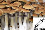 Psilocybe cubensis : PES Amazonian Spore Syringe (MS) Psilocybe cubensis : PES Amazonian Spore Syringe (MS)