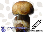 Psilocybe cubensis : PF Standard (Classic) Spore Syringe (MS) Psilocybe cubensis : PF Standard (Classic) Spore Syringe (MS)