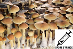 Psilocybe cubensis : Treasure Coast Spore Syringe (MS) Psilocybe cubensis : Treasure Coast Spore Syringe (MS)