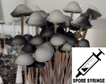 Panaeolus cyanescens : Australian Spore Syringe (MS)