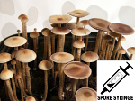 Psilocybe tampanensis : ATL#7 Large Sclerotia(TM) Spore Syringe (MS)