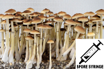 Psilocybe cubensis : Colombian Rust Spore Syringe (MS) Psilocybe cubensis : Colombian Rust Spore Syringe (MS)