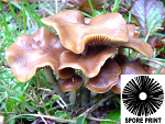 Psilocybe cyanescens : Wavy Cap Spore Print