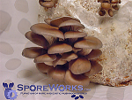 Pleurotus columbinus : Blue Oyster Mushroom Spore Print Pleurotus columbinus : Blue Oyster Mushroom Spore Print