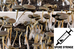 Panaeolus bisporus : Spore Syringe (MS)