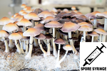 Psilocybe ochraceocentrata nom. prov. : Natal Super Strain Spore Syringe (MS) Psilocybe ochraceocentrata nom. prov. : Natal Super Strain Spore Syringe (MS)