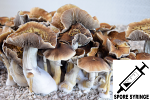 Psilocybe cubensis : Tidal Wave Spore Syringe (MS)