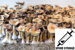 Psilocybe cubensis : Oak Ridge Spore Syringe (MS)
