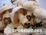 Agaricus bitorquis : Warm Weather Button, Tork Culture Syringe