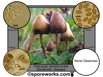 Psilocybe semilanceata : Liberty Cap Spore Print