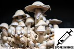 Psilocybe cubensis : African Transkei Spore Syringe (MS) Psilocybe cubensis : African Transkei Spore Syringe (MS)