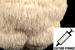 Hericium erinaceus : Lion's Mane Mushroom Liquid Culture Syringe Hericium erinaceus : Lion's Mane Mushroom Liquid Culture Syringe