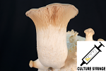 Pleurotus eryngii : King Oyster Mushroom Culture Syringe