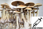 Psilocybe cubensis : Corumba Brazil Spore Syringe (MS) Psilocybe cubensis : Corumba Brazil Spore Syringe (MS)