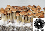 Psilocybe cubensis : Mexican Dutch King MDK Spore Print Psilocybe cubensis : Mexican Dutch King MDK Spore Print